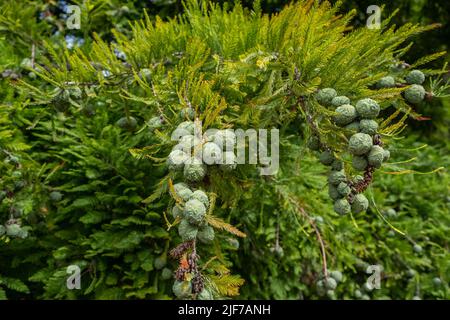 Taxodium distichum (Bald Cypress), cones and foliage, summer green background Stock Photo