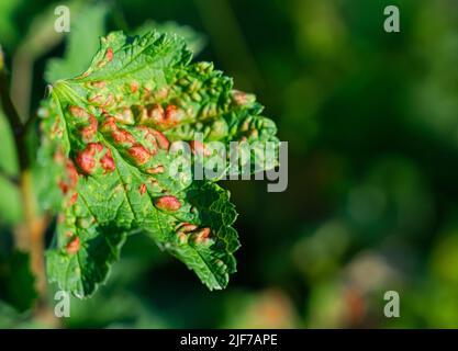 Common Plant Diseases. Peach leaf curl on currant leaves. Puckered or blistered leaves distorted by pale yellow aphids. High quality photo Stock Photo