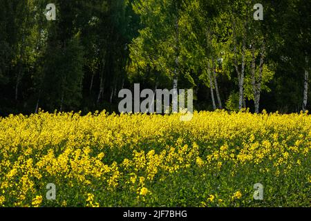 yellow rapseed field swaying on wind at daylight with birch trees in the background Stock Photo