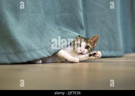 kitten cat playing with curtain Stock Photo