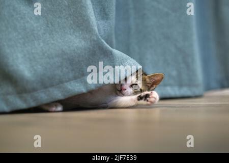 kitten cat playing with curtain Stock Photo