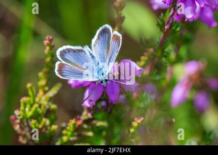 Male silver-studded blue butterfly (Plebejus argus) on purple heather flowers in summer on  New Forest heathland, Hampshire, UK Stock Photo