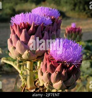 Close up image. Anemone like purple blooms of three artichokes. Numerous triangular scales of rich reds and greens. Soft focus background Stock Photo