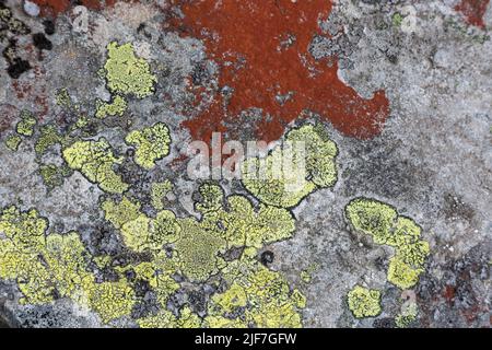 A red and orange Moss and lichen, fungus on the stones in the mountains. Grey and red abstract stone texture background Stock Photo