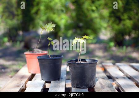 potted maple seedlings. Row of young maple trees in plastic pots. Seedling trees in plant nursery. Stock Photo