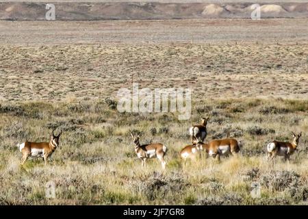 A small herd of pronghorns, Antilocapra Americana on the wide open shrublands of Western Utah, USA Stock Photo