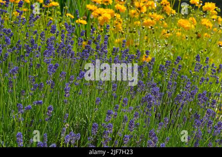 Garden flowerbed in summer, lavender blooms and bright yellow Coreopsis grandiflora Sunburst flowers Stock Photo