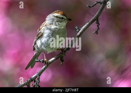 Chipping Sparrow (Spizella passerina) in Breeding Plumage Stock Photo