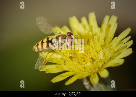Beautiful colorful fly from a northern portuguese meadow Stock Photo