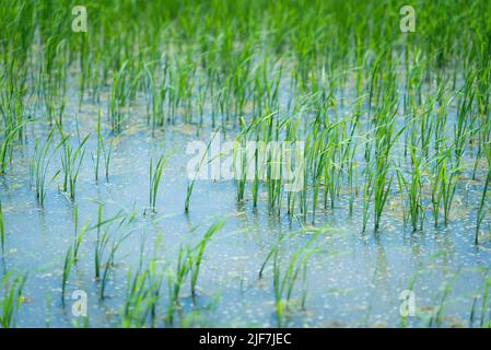 Close up rice sprouts growing field Stock Photo