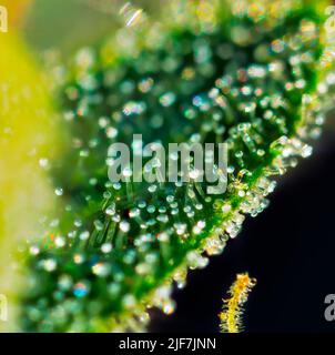 Cannabis - Royal Gorilla Strain - Extreme Macro Stock Photo