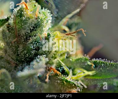 Cannabis - Royal Gorilla Strain - Extreme Macro Stock Photo