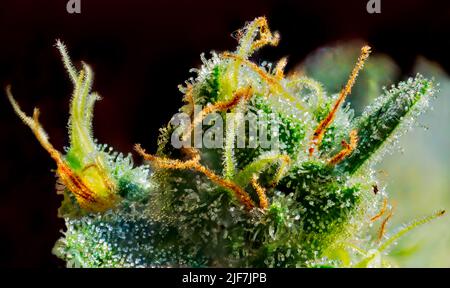 Cannabis - Royal Gorilla Strain - Extreme Macro Stock Photo