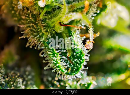 Cannabis - Royal Gorilla Strain - Extreme Macro Stock Photo