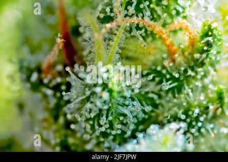 Cannabis - Royal Gorilla Strain - Extreme Macro Stock Photo