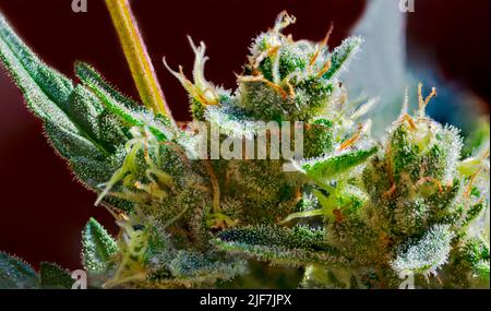 Cannabis - Royal Gorilla Strain - Extreme Macro Stock Photo