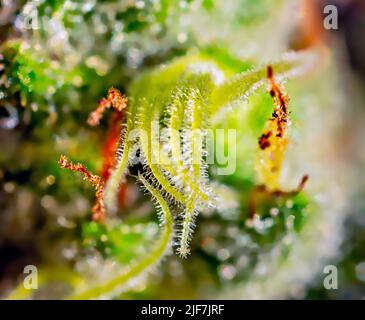 Cannabis - Royal Gorilla Strain - Extreme Macro Stock Photo