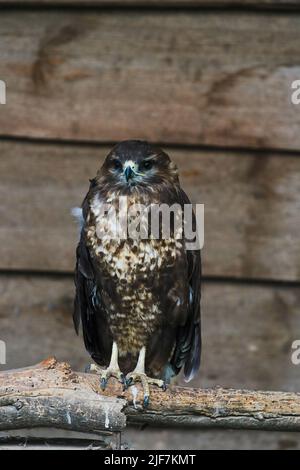 Proud common buzzard, buteo buteo, sitting on branch in summer. Majestic bird observing surrounding on bough with moss. Feathered animal looking on wo Stock Photo