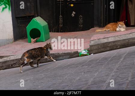 Stray cats Istanbul Turkey Stock Photo