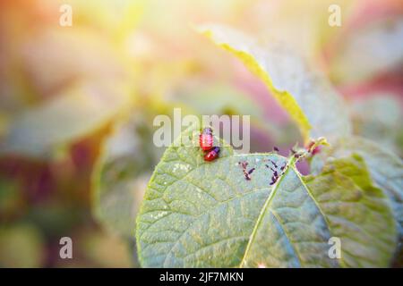 Red Larvae of the Colorado potato beetle on young green potatoes leaves. Beetles eating potato leaf. Agricultural plants pest. Potatoes crop shredder Stock Photo