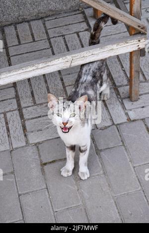A young country cat meows in the backyard, a village cat begging for affection and food Stock Photo