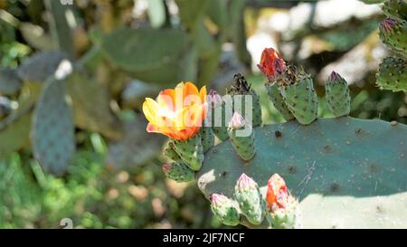 Beautiful closeup flower of plant Opuntia tomentosa also known as velvet opuntial, tree pear, woollyjoint pricklypear. Spotted in ooty botanical garde Stock Photo