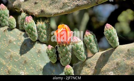 Beautiful closeup flower of plant Opuntia tomentosa also known as velvet opuntial, tree pear, woollyjoint pricklypear. Spotted in ooty botanical garde Stock Photo