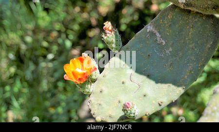 Beautiful closeup flower of plant Opuntia tomentosa also known as velvet opuntial, tree pear, woollyjoint pricklypear. Spotted in ooty botanical garde Stock Photo