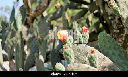 Beautiful closeup flower of plant Opuntia tomentosa also known as velvet opuntial, tree pear, woollyjoint pricklypear. Spotted in ooty botanical garde Stock Photo