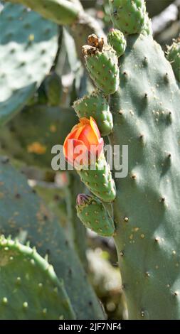 Beautiful closeup flower of plant Opuntia tomentosa also known as velvet opuntial, tree pear, woollyjoint pricklypear. Spotted in ooty botanical garde Stock Photo