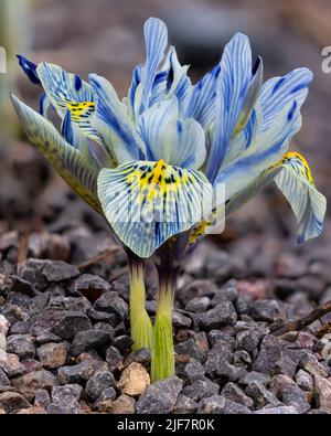 Iris reticulata 'Katharine Hodgkin' in the Alpinum at Aberglasney Gardens Stock Photo
