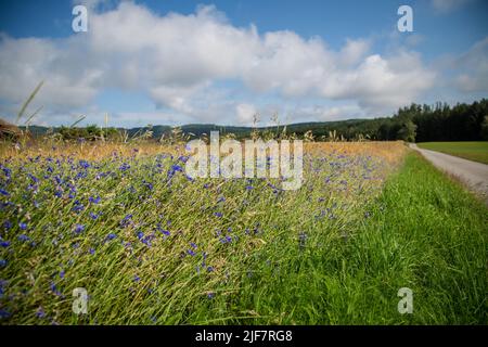 Organic agriculture - Barley field (Hordeum vulgare) with cornflowers (Centaurea cyanus) Stock Photo