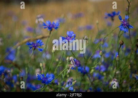 Organic agriculture - Cornflowers (Centaurea cyanus) in a barley field Stock Photo