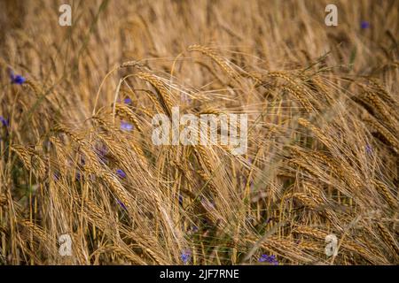 Barley field (Hordeum vulgare) Stock Photo