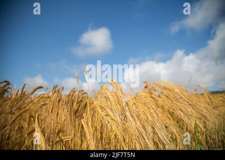 Barley field (Hordeum vulgare) Stock Photo