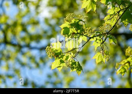 in Europe rare Cappadocian maple, Acer cappadocicum with inflorescence and young leaves in a park in springtime Stock Photo