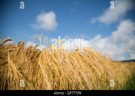 Barley field (Hordeum vulgare) Stock Photo