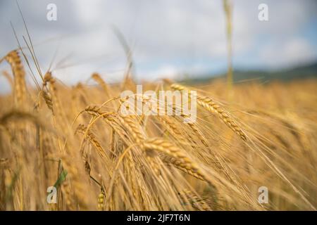 Barley field (Hordeum vulgare) Stock Photo