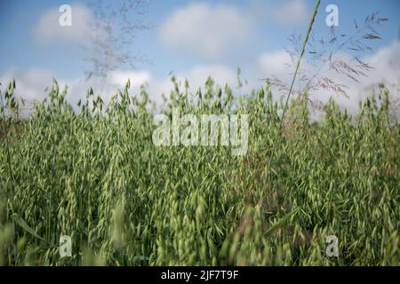 Immature oat field (Avena sativa) Stock Photo