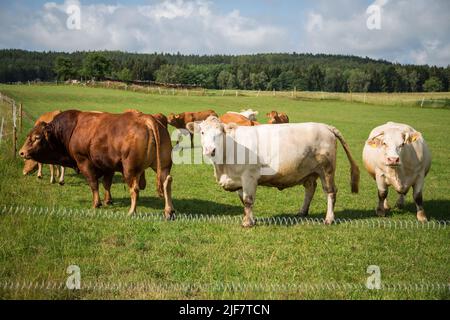 Herd of cattle in free range, Waldviertel, Austria Stock Photo
