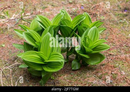 False Hellebore, Corn Lily (Veratrum lobelianum), fam. Melanthiaceae or Liliaceae in mountain meadows Stock Photo