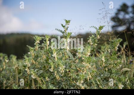 Organic agriculture - Vetches (Vicia) in a corn field, Waldviertel, Austria Stock Photo