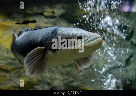 Channa micropeltes fish in aquarium. Wildlife animal. Stock Photo