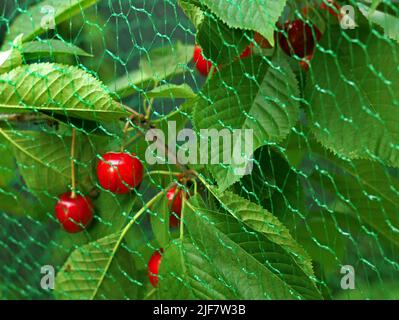 close up of red cherries on the cherry tree with bird protection net Stock Photo