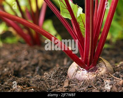 close up of growing beetrot in the vegetable bed Stock Photo