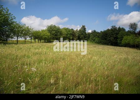Cornfield in the summer, Waldviertel, Austria Stock Photo