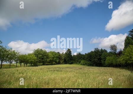 Cornfield in the summer, Waldviertel, Austria Stock Photo