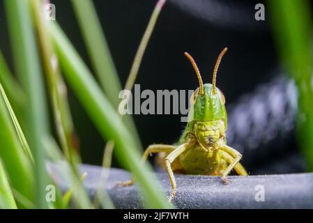 Common field grasshopper resting on camera bag Stock Photo