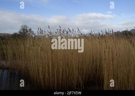 common reed growing in the foreground with  green fields and trees in the background with a blue sky Stock Photo