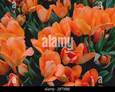 orange tulips on a green background , spring-blooming and the flowers are usually large , so beautiful in garden Stock Photo